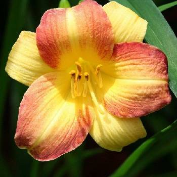 Лилейник Hemerocallis ‘Eenie Allegro’